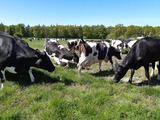 Ferienwohnung in Kellenhusen - Schwoon - Unsere Kühe kommen im Sommer auf die Weide