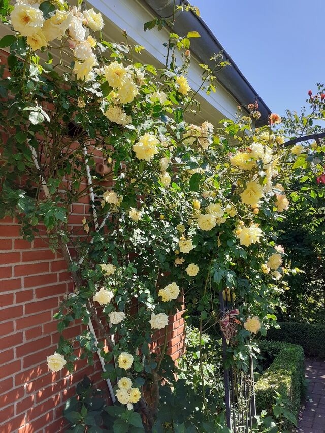 Ferienwohnung in Groß Wittensee - Martens - Bild 8 Ferienwohnung in Groß Wittensee - Martens - Bild 8