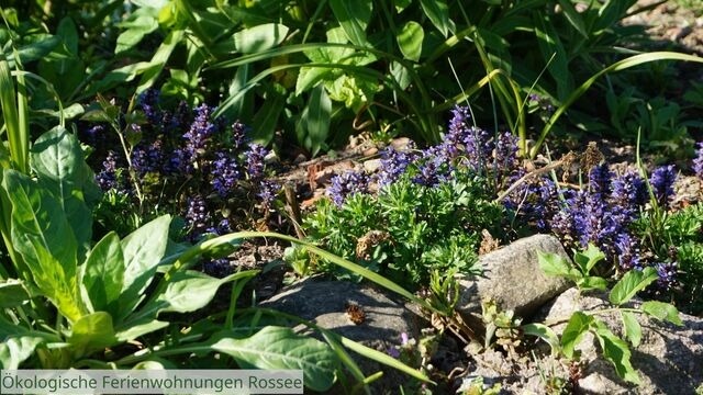 Ferienwohnung in Barkelsby - ökologische Ferienwohnung Rossee /Wohnung Ost - Bild 17 Ferienwohnung in Barkelsby - ökologische Ferienwohnung Rossee /Wohnung Ost - Bild 17