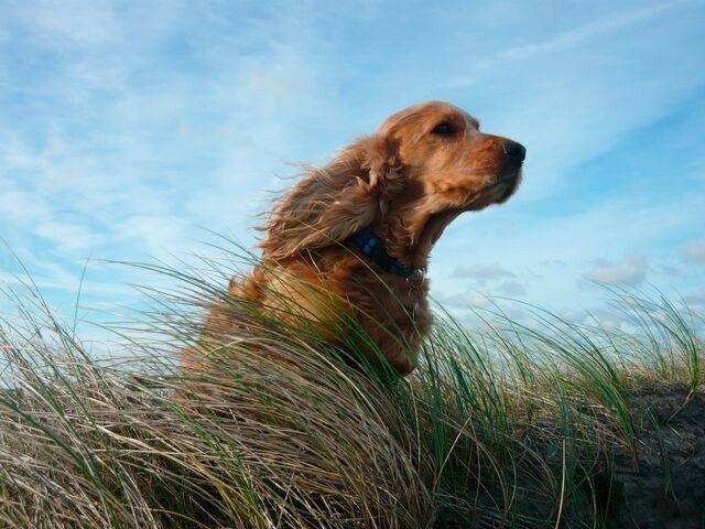 Ferienwohnung in Fehmarn OT Vadersdorf - AbendLicht - Bild 20