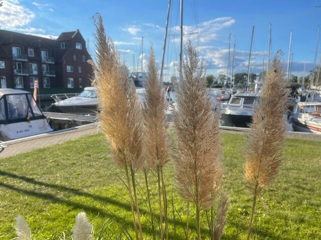 Ferienwohnung in Ueckermünde - Lagunenstadt am Haff Fewo 82 - Fock - Bild 13