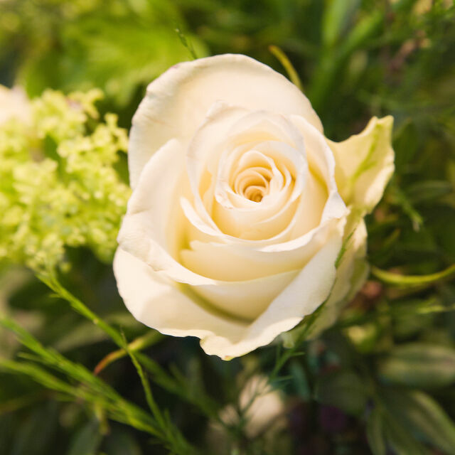 Ferienwohnung in Gr&ouml;mitz - "Strandvilla Seagull - Whg. Sunrise" - Bild 21