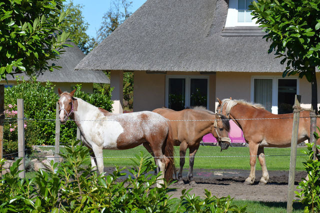 Ferienhaus in Fehmarn OT Staberdorf - Reetdachhaus 5, inkl. 2 Parkplätze - Bild 19