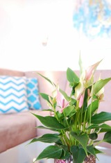 Ferienwohnung in Gr&ouml;mitz - STRANDIDYLL, 58 - Typ A1S - Bild 7