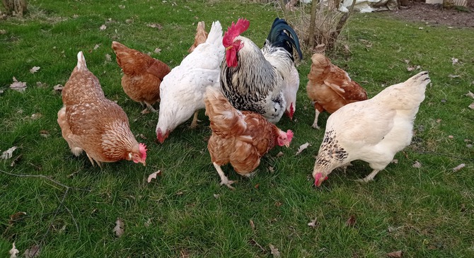 Ferienwohnung in Schönwalde - Hügelkate in Vogelsang - Unsere glücklichen Hühner