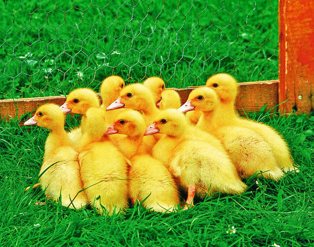 Ferienwohnung in Fehmarn OT Klausdorf - Landgl&uuml;ck - Bild 8