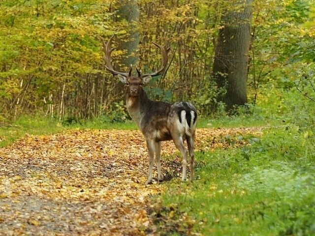 Ferienwohnung in Kellenhusen - "LüttMeerDeern", Im Grünen Winkel 10 - Wohnung im Obergeschoss - Bild 17 Ferienwohnung in Kellenhusen - "LüttMeerDeern", Im Grünen Winkel 10 - Wohnung im Obergeschoss - Bild 17