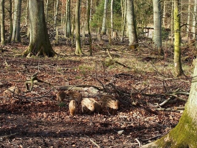 Ferienwohnung in Kellenhusen - "LüttMeerDeern", Im Grünen Winkel 10 - Wohnung im Obergeschoss - Bild 18 Ferienwohnung in Kellenhusen - "LüttMeerDeern", Im Grünen Winkel 10 - Wohnung im Obergeschoss - Bild 18