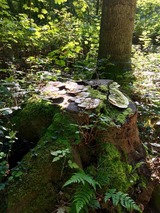 Ferienwohnung in Kellenhusen - "LüttMeerDeern", Im Grünen Winkel 10 - Wohnung im Obergeschoss - Bild 20 Ferienwohnung in Kellenhusen - "LüttMeerDeern", Im Grünen Winkel 10 - Wohnung im Obergeschoss - Bild 20