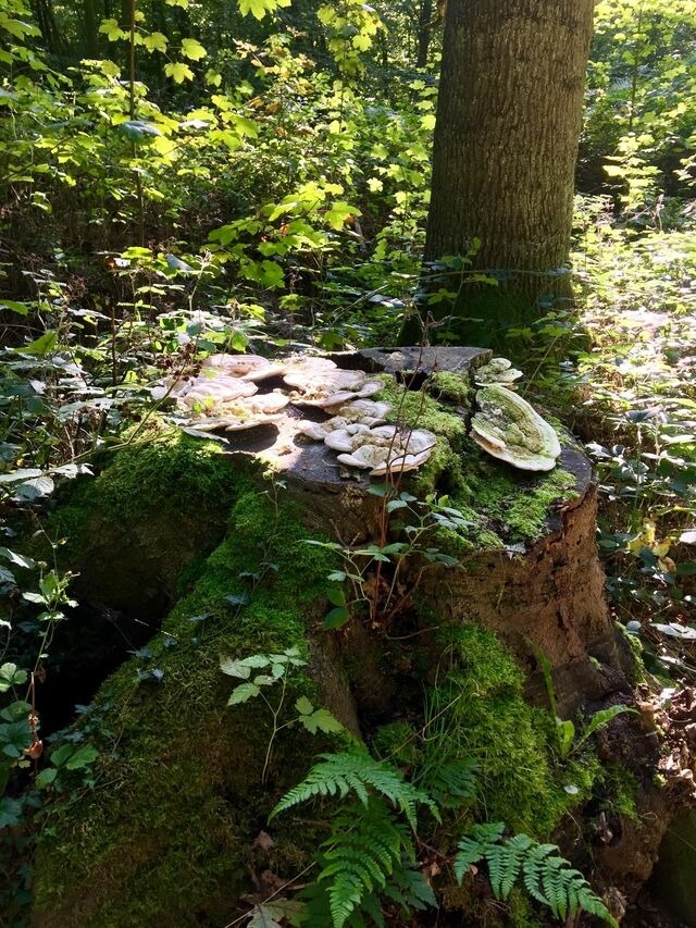 Ferienwohnung in Kellenhusen - "LüttMeerDeern", Im Grünen Winkel 10 - Wohnung im Obergeschoss - Bild 20 Ferienwohnung in Kellenhusen - "LüttMeerDeern", Im Grünen Winkel 10 - Wohnung im Obergeschoss - Bild 20