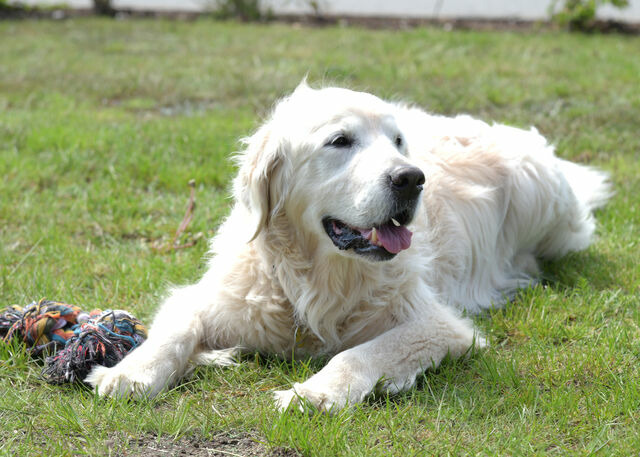 Ferienhaus in Grömitz - Strandpark 11 - Bild 22