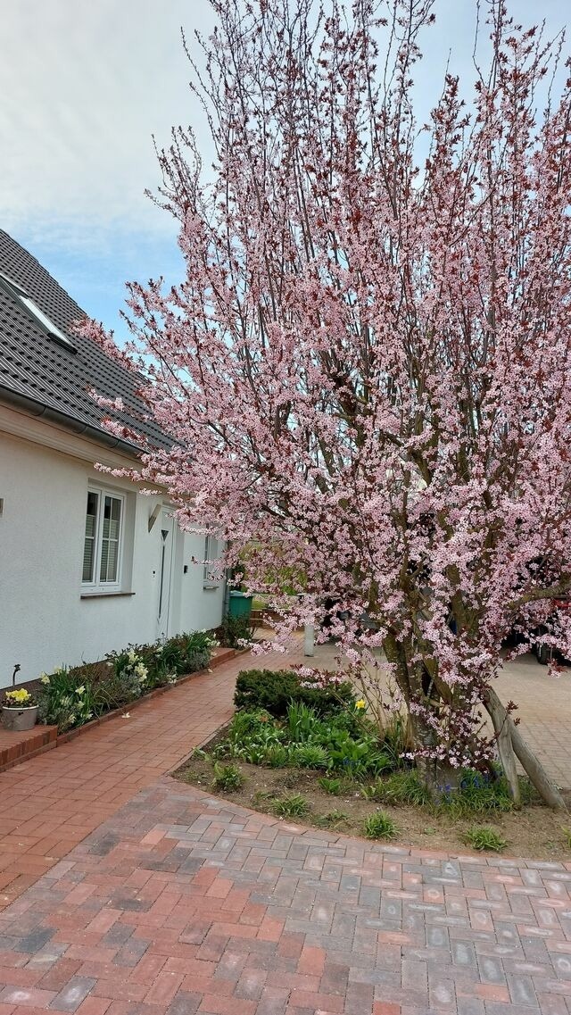 Ferienwohnung in Dreschvitz - Ferienwohnung Finja - Bild 16