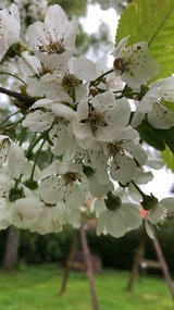 Ferienhaus in Kellenhusen - Ferienhaus Flörkes - Bild 23