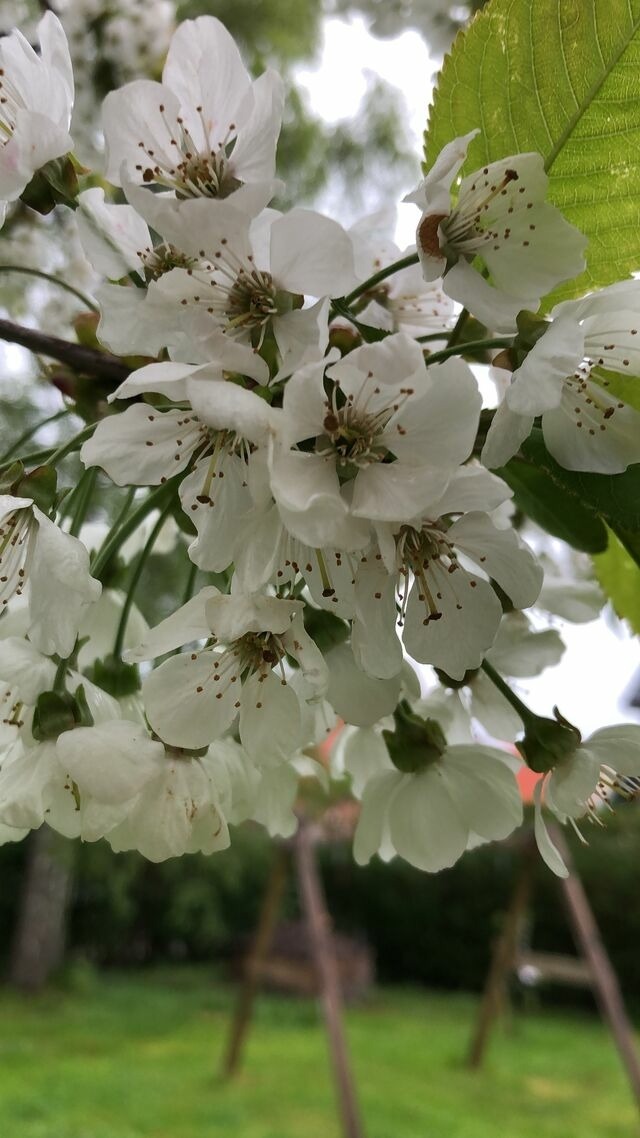 Ferienhaus in Kellenhusen - Ferienhaus Flörkes - Bild 23