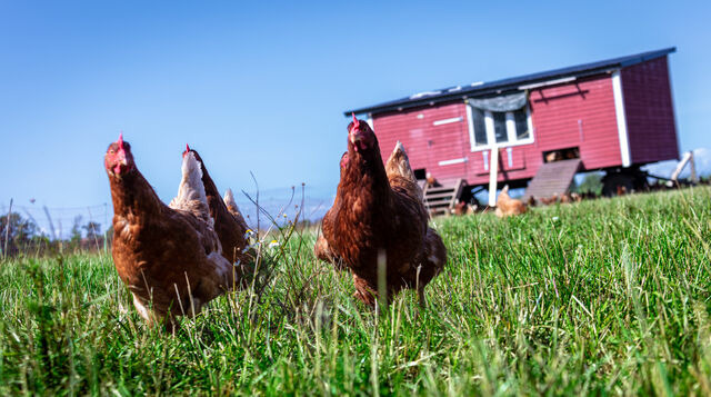 Ferienwohnung in Fehmarn OT D&auml;nschendorf - Osterhof Fehmarn - Casa Foresta - Bild 18