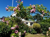 Ferienwohnung in Timmendorfer Strand - Ferienhaus Sonnenrose Loffhagen, Garten Apartment - Bild 12