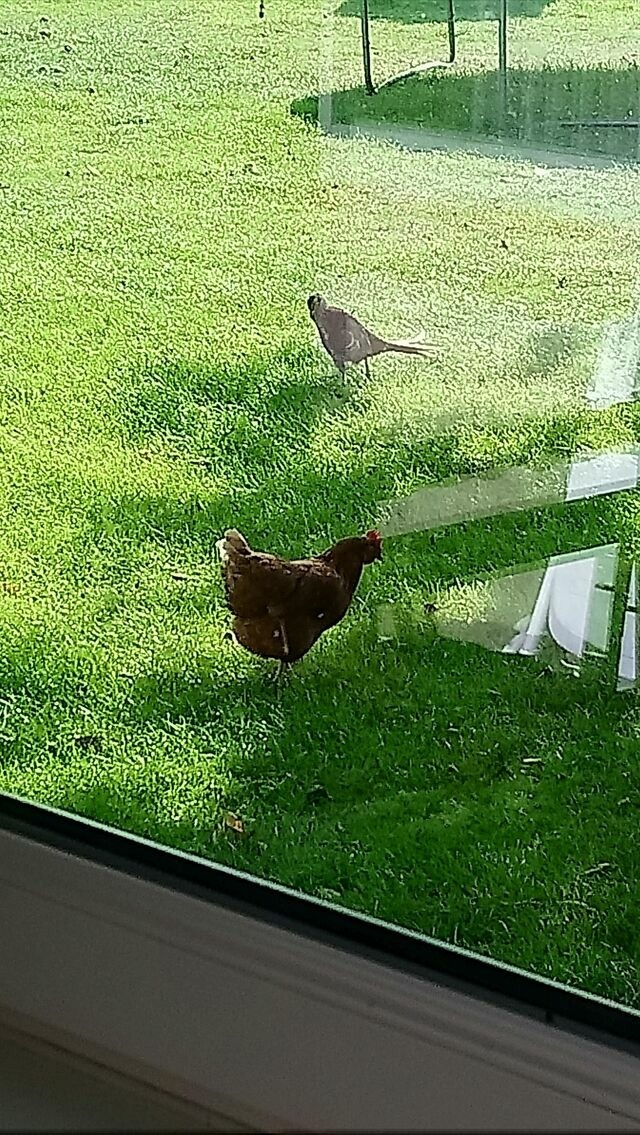Ferienwohnung in Fehmarn OT Schlagsdorf - Bauernhof Urlaub FeWo Nr. 2 - 2-Personen - Bild 5