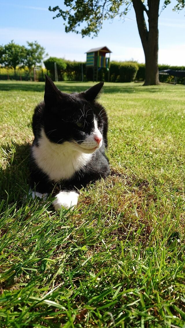 Ferienwohnung in Fehmarn OT Schlagsdorf - Bauernhof Urlaub FeWo Nr. 2 - 2-Personen - Bild 17