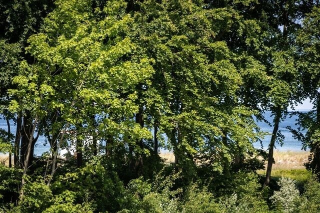 Ferienwohnung in Ostseeheilbad Zingst - Strandvilla Zingst -AP 14 - Bild 21