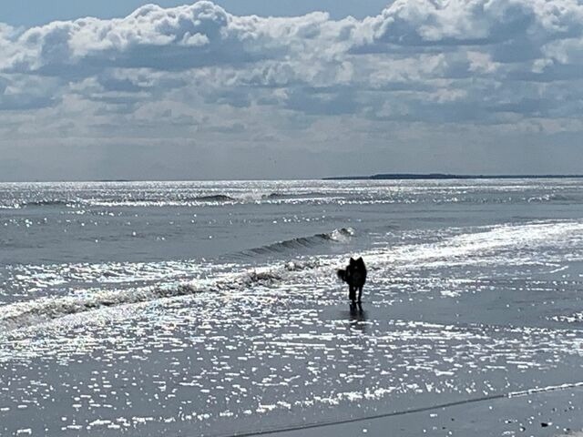 Ferienwohnung in G&ouml;hren - Stilvolle, moderne Ferienwohnung Meerblick G&ouml;hren, Balkon, 2 Schlafzimmer, Hunde Willkommen - Bild 3