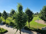 Ferienwohnung in Sellin - Fewo 253, Seepark Sellin - Bild 9